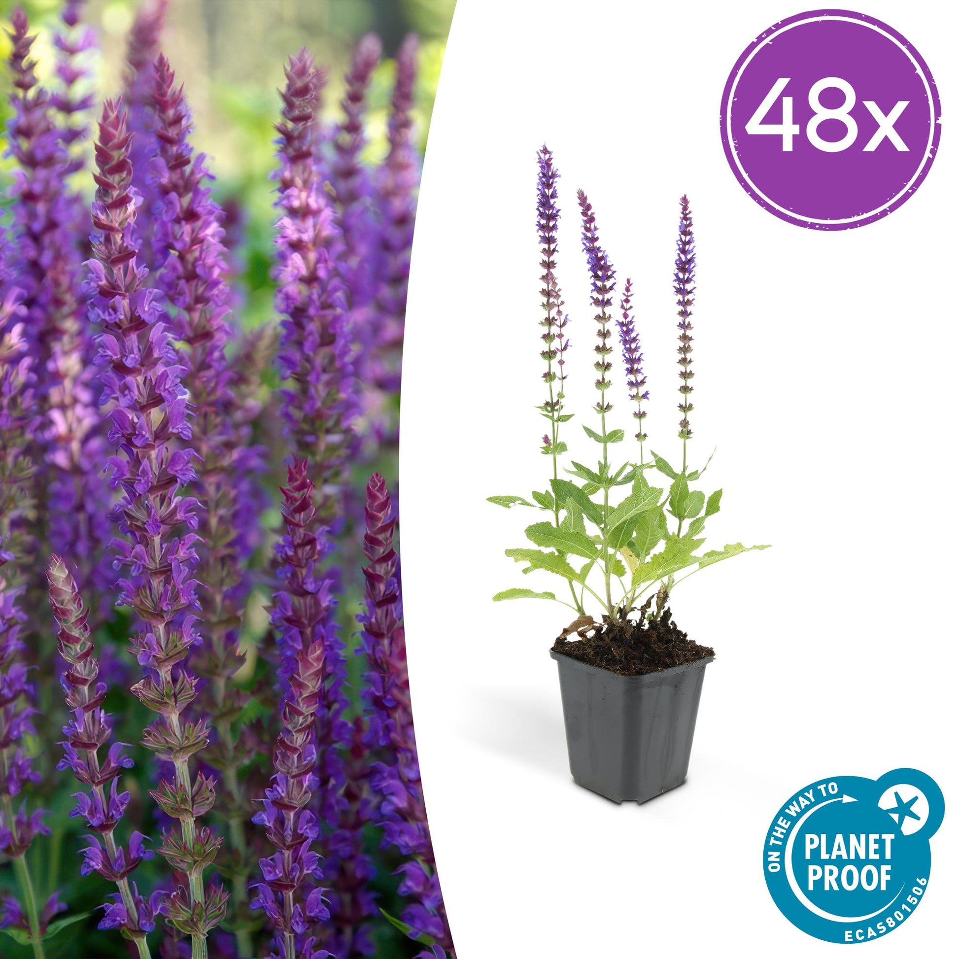 Salvia nemorosa ‘Ostfriesland’ – 48 Pflanzen – ↕10-25cm – Ø9cm – Lila Blühstaude – Sonne – Pflegeleicht & Robust – Für Beete & Rabatten