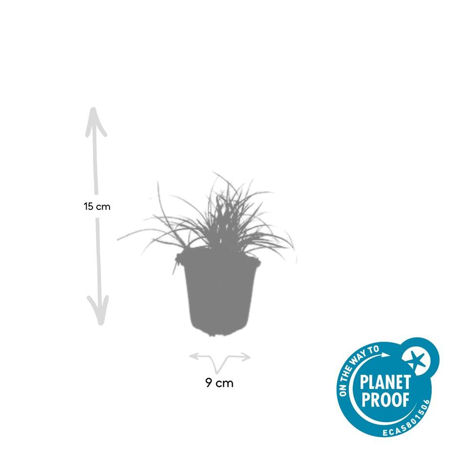 Schneeweiße Hainsimse Luzula nivea – ↕10-25cm – Ø9cm – 6 Pflanzen – Immergrüner Bodendecker – Schattige Beete & Steingarten – Winterhart & pflegeleicht