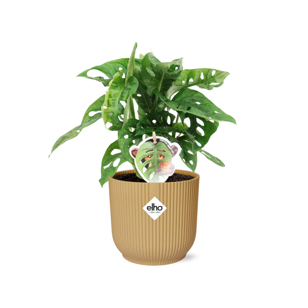 Monstera Monkey Leaf – Fensterblatt – Ø14cm Gelber Vibes Fold Topf – Tropische Zimmerpflanze – Luftreinigend & pflegeleicht – Swiss Cheese Plant