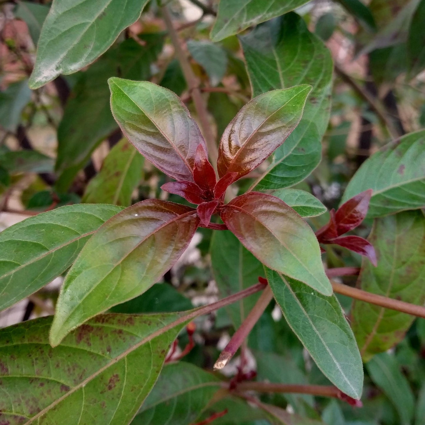 Schwarzholz-Hartriegel - Cornus alba Kesselringii - Wenig Pflege - Topf 17cm Höhe 45cm