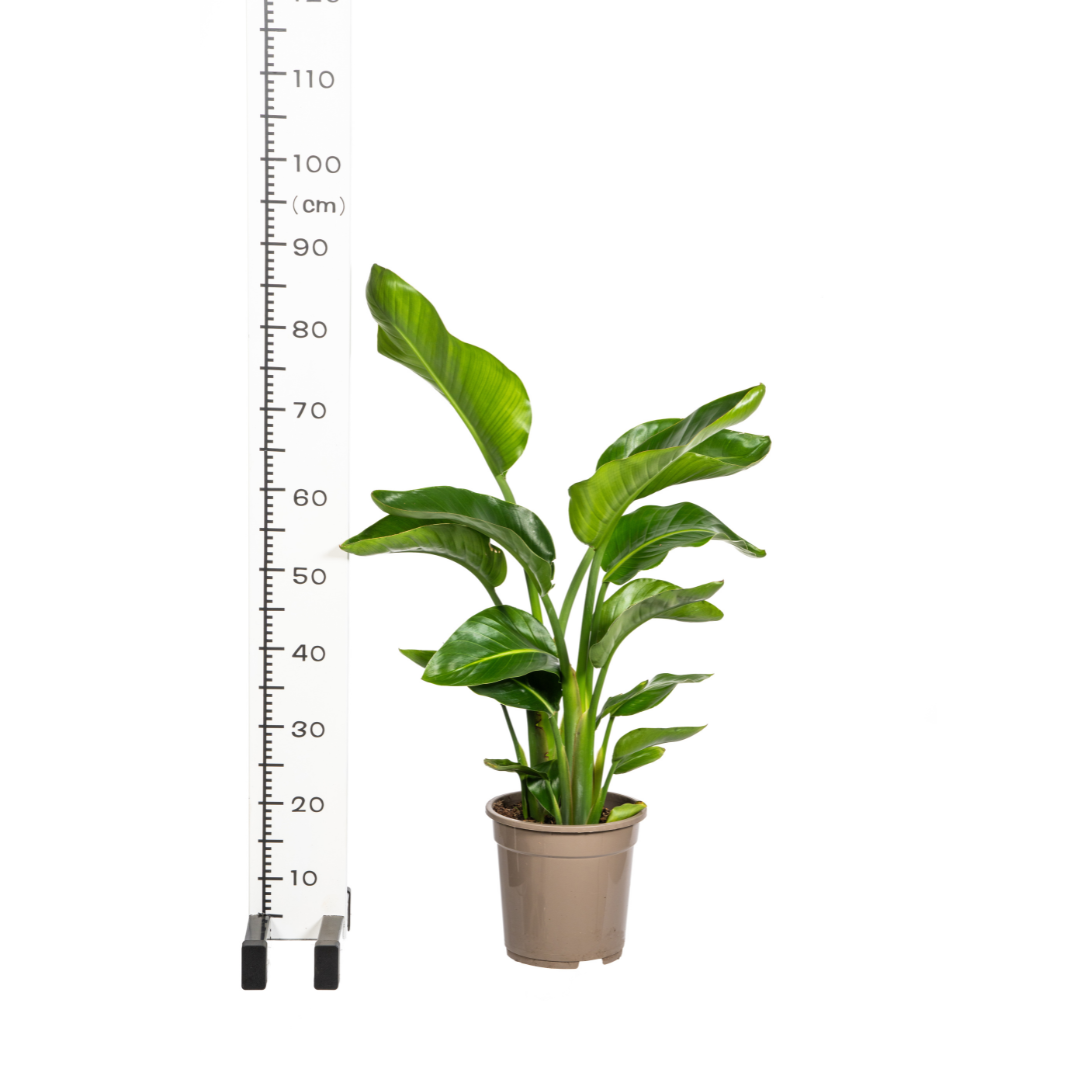 Baum-Strelitzie - Strelitzia Nicolai - Zimmerpflanze - Ø21cm - ↕90 - 110cm