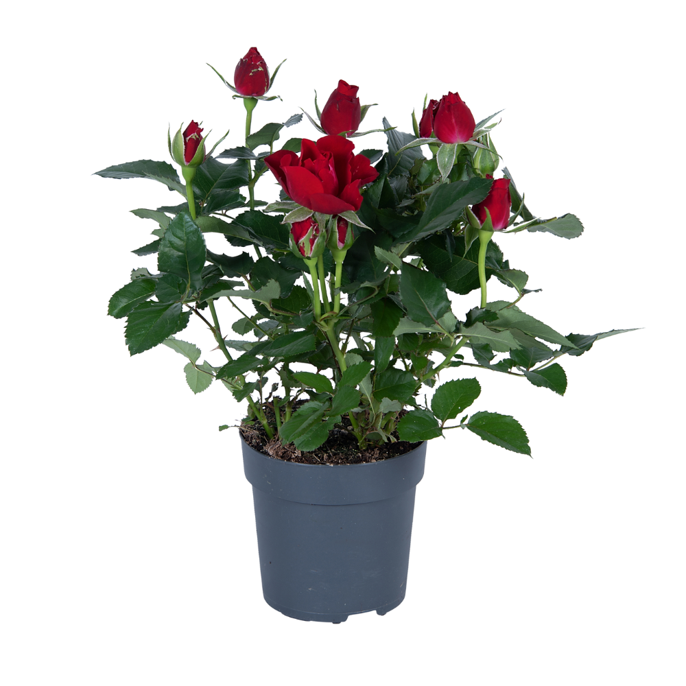 Rose Rot Topfrose – Ø17cm – ca. 45cm Höhe – Robuste und pflegeleichte Gartenrose – Für Halbschatten geeignet