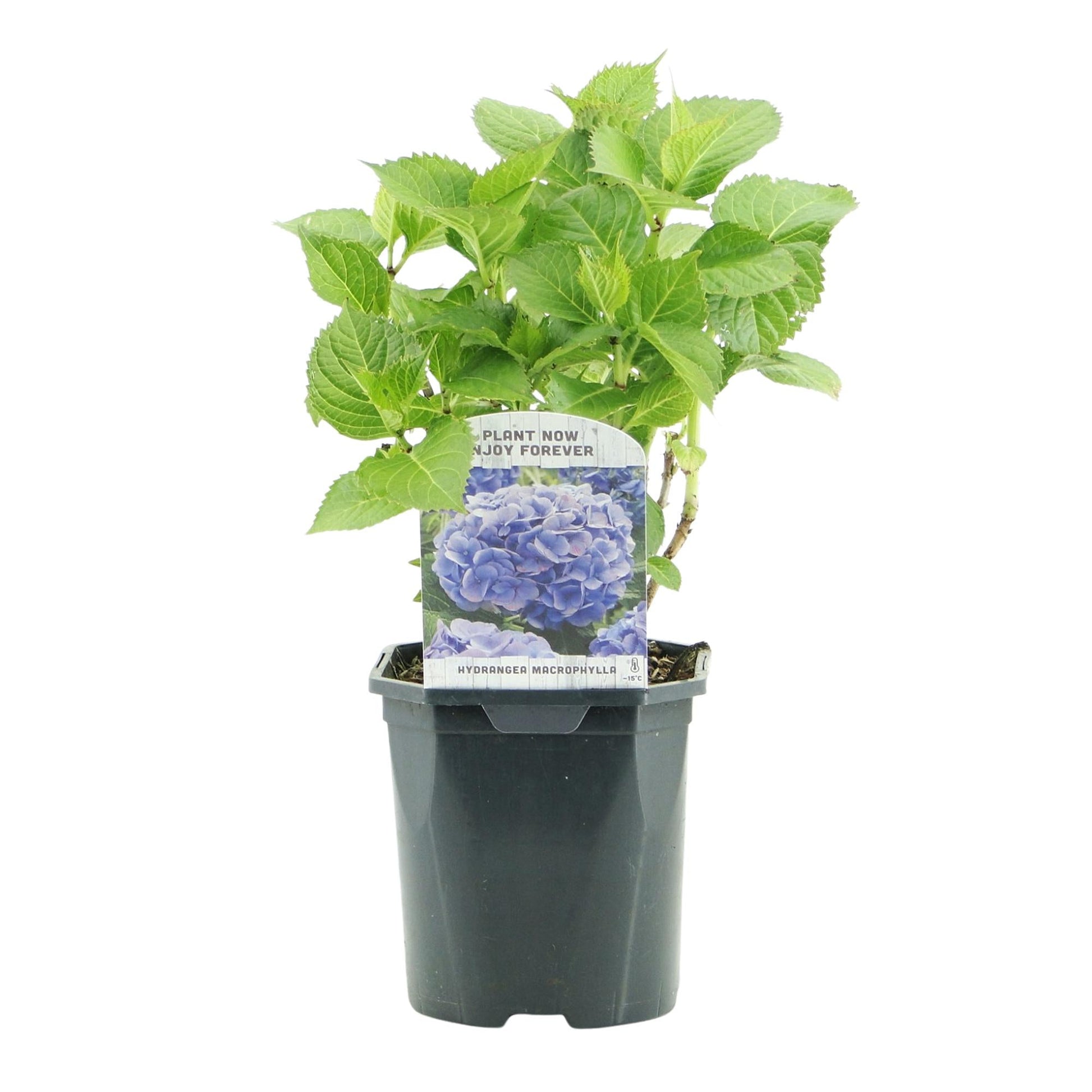 Hortensie Hydrangea macrophylla Blau – 3 Pflanzen – Blüte in Blau – Ø17cm – ↕30cm – Sommerblüher – Pflegeleicht – Für Halbschatten – Ideal für Garten & Kübel