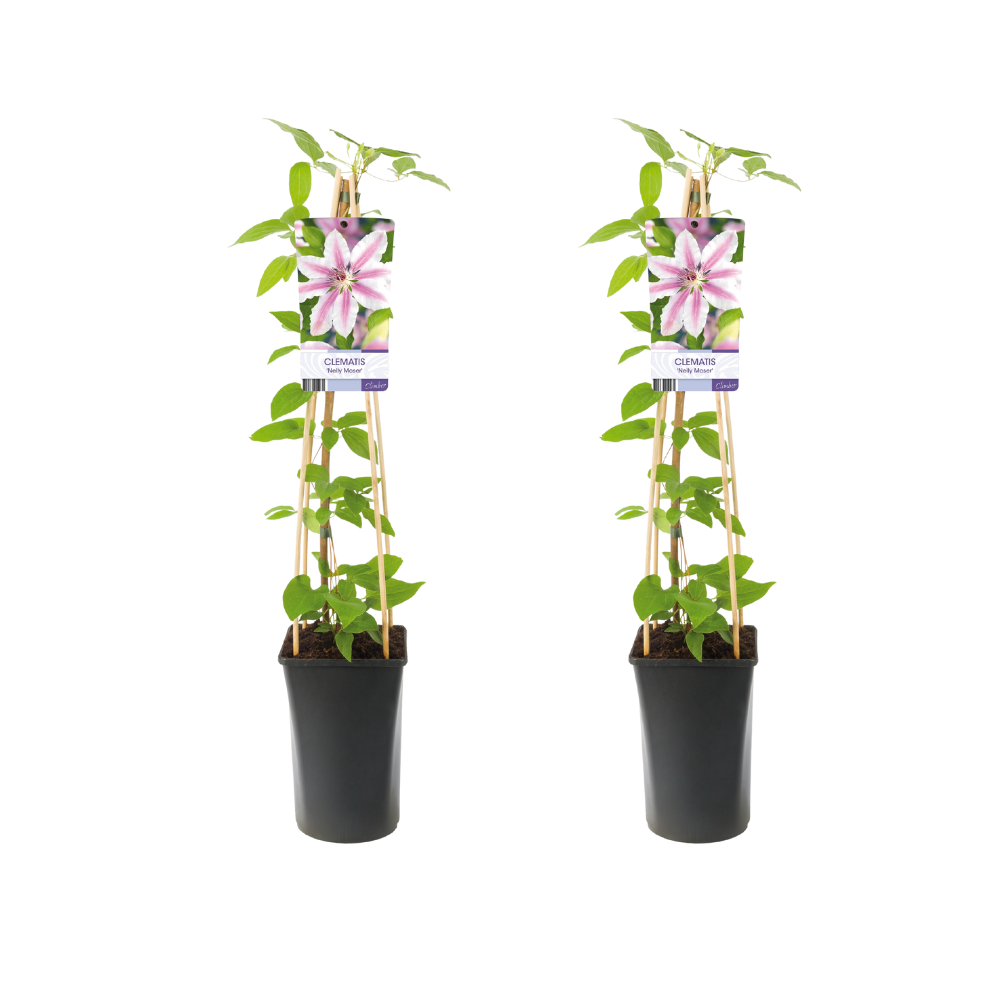 Waldrebe Clematis Nelly Moser – 2 Pflanzen – Ø17cm – 75cm Höhe – Rosa Blüten mit Purpur-Mittelstreifen – Kletterpflanze – Winterhart & pflegeleicht