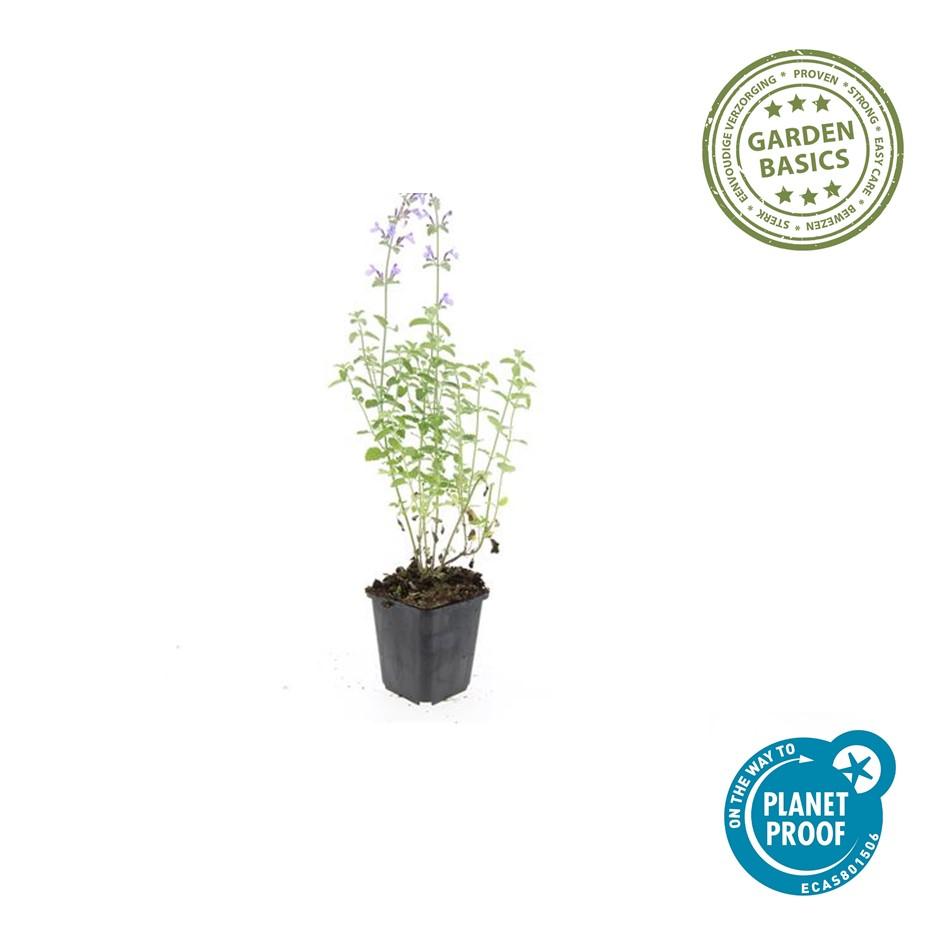 Nepeta 'Walker's Low' – 24 Pflanzen – ↕10-25cm – Ø9cm – Lavendelblaues Duftgras – Bienenfreundlich & Pflegeleicht