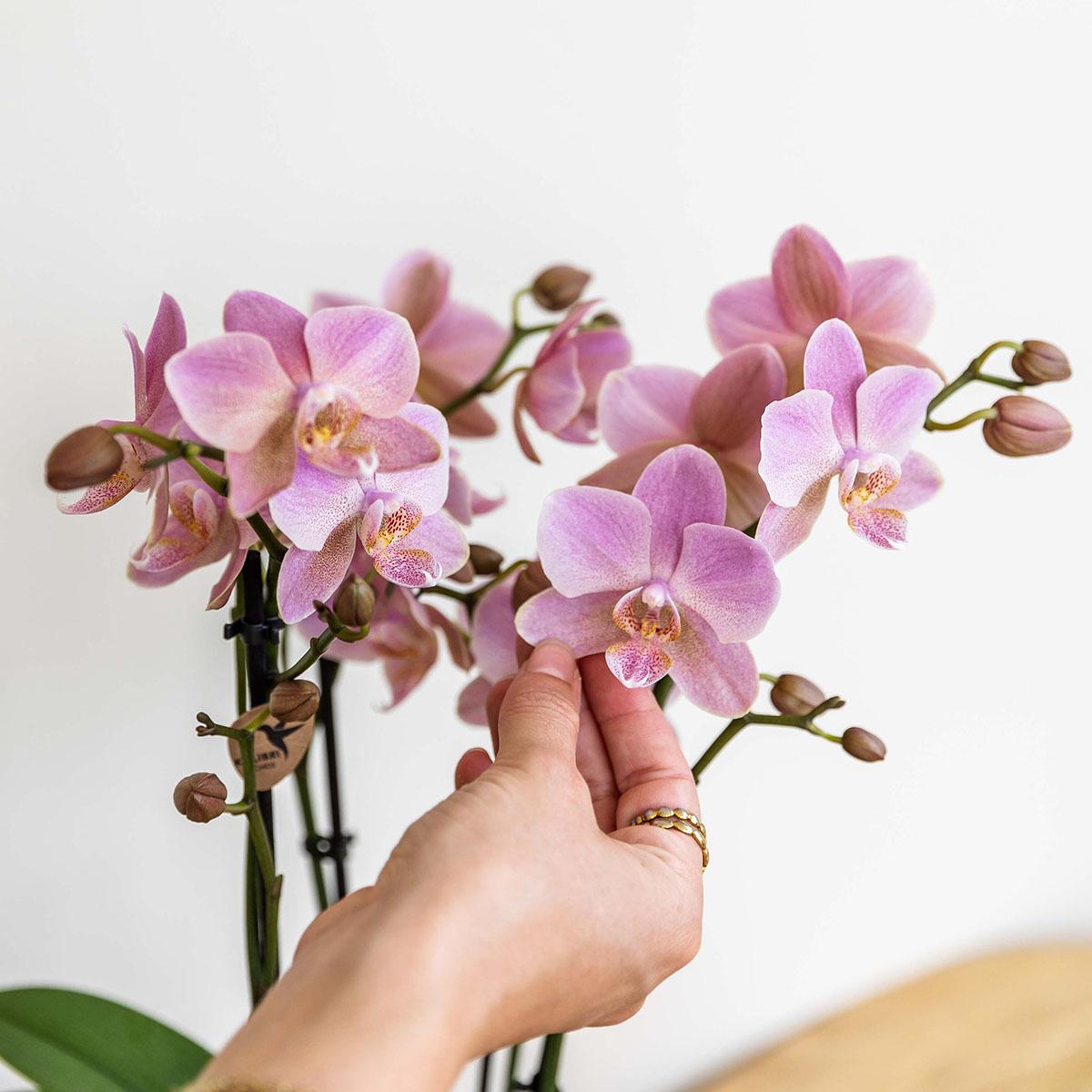 Kolibri Orchids | altrosa Phalaenopsis-Orchidee - Jewel Treviso - Topfgröße Ø9cm | blühende Zimmerpflanze - frisch vom Züchter