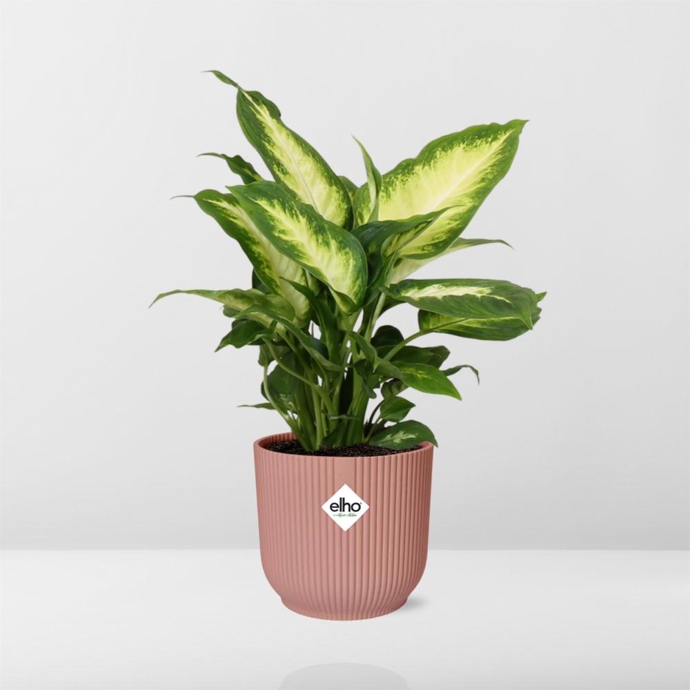 Dieffenbachia ‘Camilla’ – Zimmerpflanze im 14cm – Luftreinigende tropische Zimmerpflanze – Pflegeleicht – Halbschatten geeignet