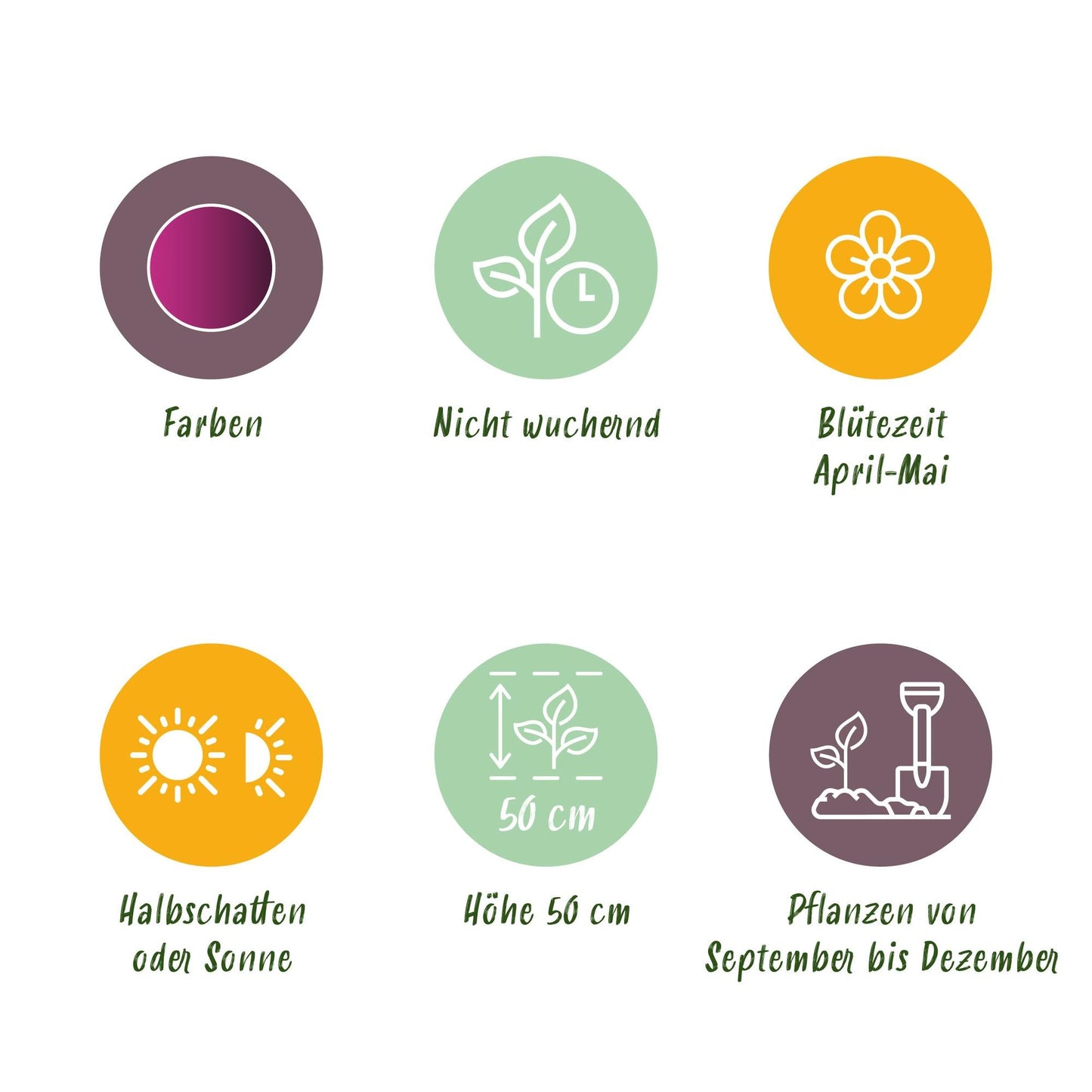 GreenboutiQ - Blumenzwiebeln - Tulp Triumph Purple - Farbe Lila - 15 Stück - Zwiebelgröße 11/12 - XXL Pack