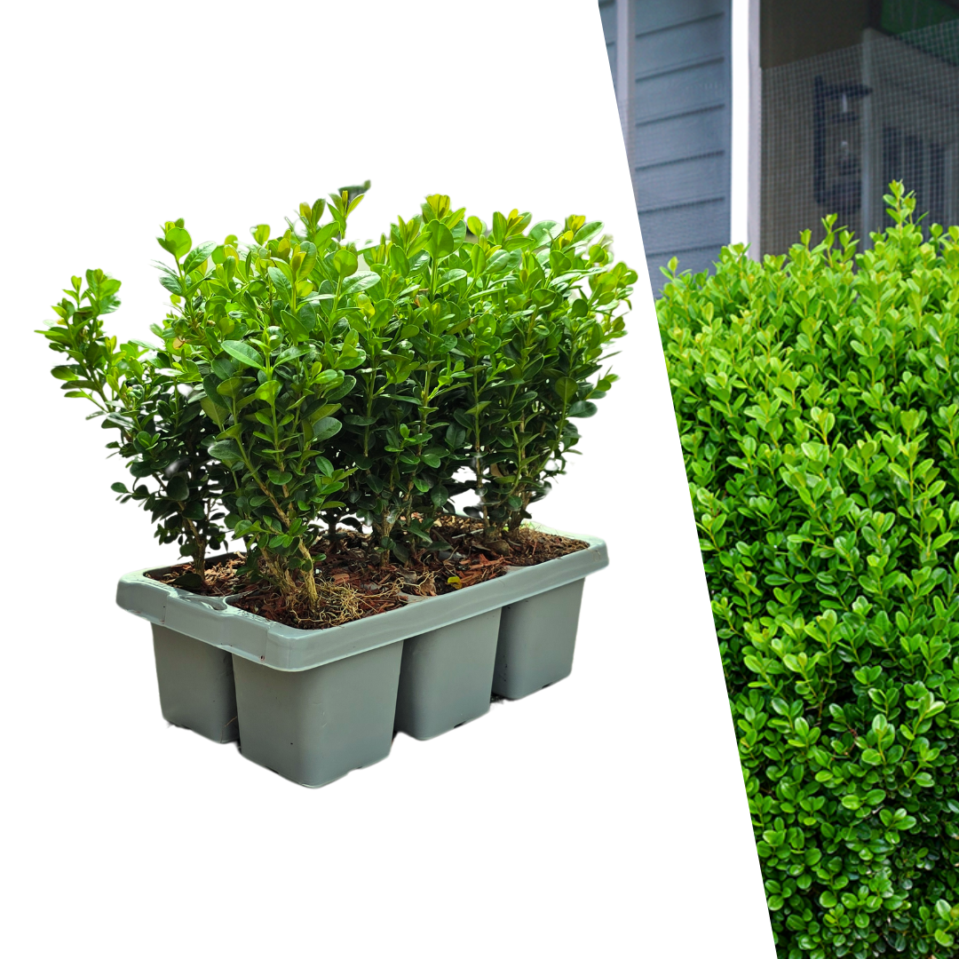 Buchsbaum – Buxus NewGen Freedom – 6 Pflanzen – je ca. 15 cm hoch – Topf Ø7 cm – kompakter, winterharter Strauch – resistent gegen Zünsler & Pilzkrankheiten – ideal für Formschnitt & Hecken