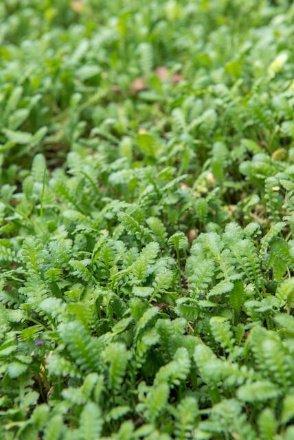 Fiederpolster - Leptinella squalida - ↕10-25cm - Ø9cm - 60 Stück – Immergrüner Bodendecker – Farnartige Blätter – Schattentolerant & Pflegeleicht
