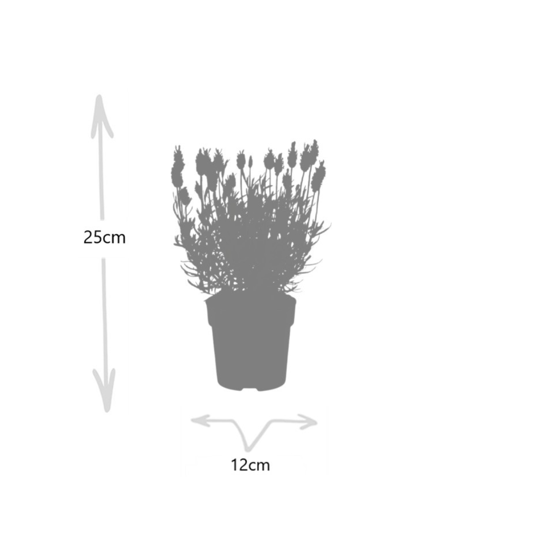 Lavendel angustifolia ‘Felice’ – Echter Lavendel – 6 Pflanzen 12cm – Winterharte Lavendelpflanze für Garten, Beet & Topf – Bienenfreundlich & duftend