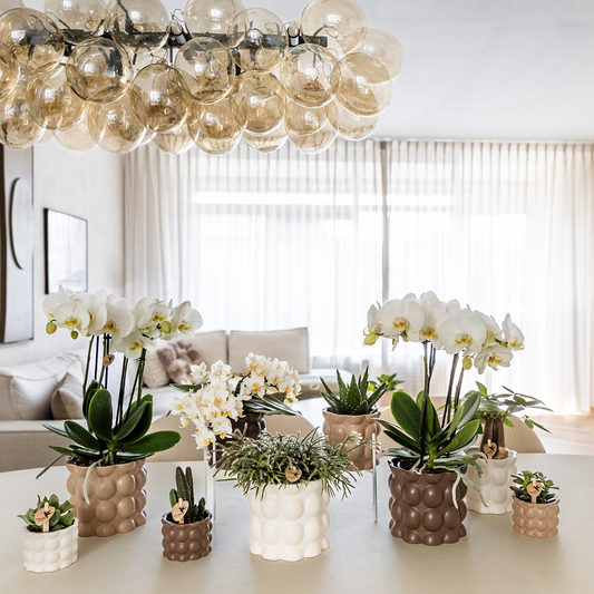 Kolibri Home | Cotton sierpot - White - Ø6cm