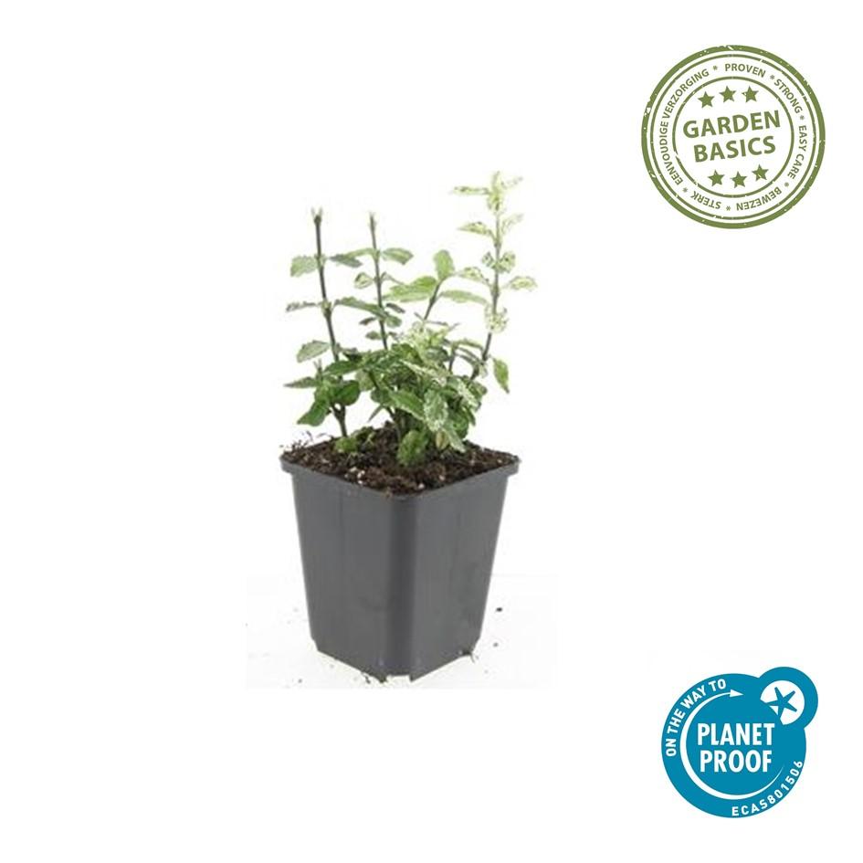 Euonymus fortunei 'Harlequin' – Buntlaubiger Bodendecker – 48 Pflanzen – Immergrün & winterhart – Ø9cm – ↕10–25cm – Für Beet, Topf & Schattenbereiche