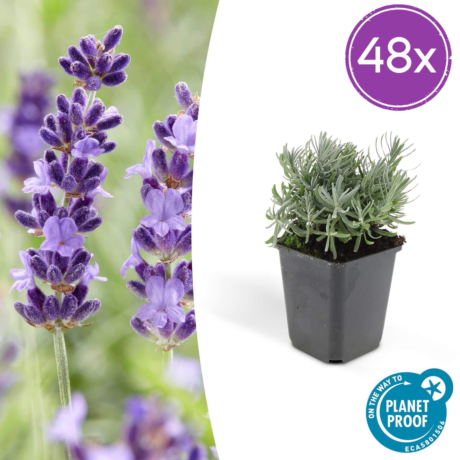 Lavandula angustifolia 'Hidcote' – 48 Pflanzen – duftender Lavendel – bienenfreundlich – winterhart – Ø9cm – ↕10–25cm