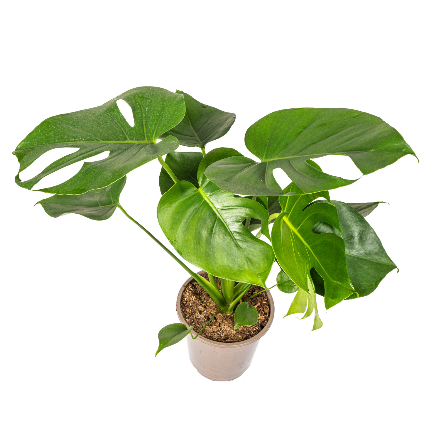 Fensterblatt Monstera Deliciosa Tauerii – Ø19 cm – ca. 70–90 cm hoch – Zimmerpflanze mit großen, herzförmigen Blättern – Für Wohnzimmer & Büro