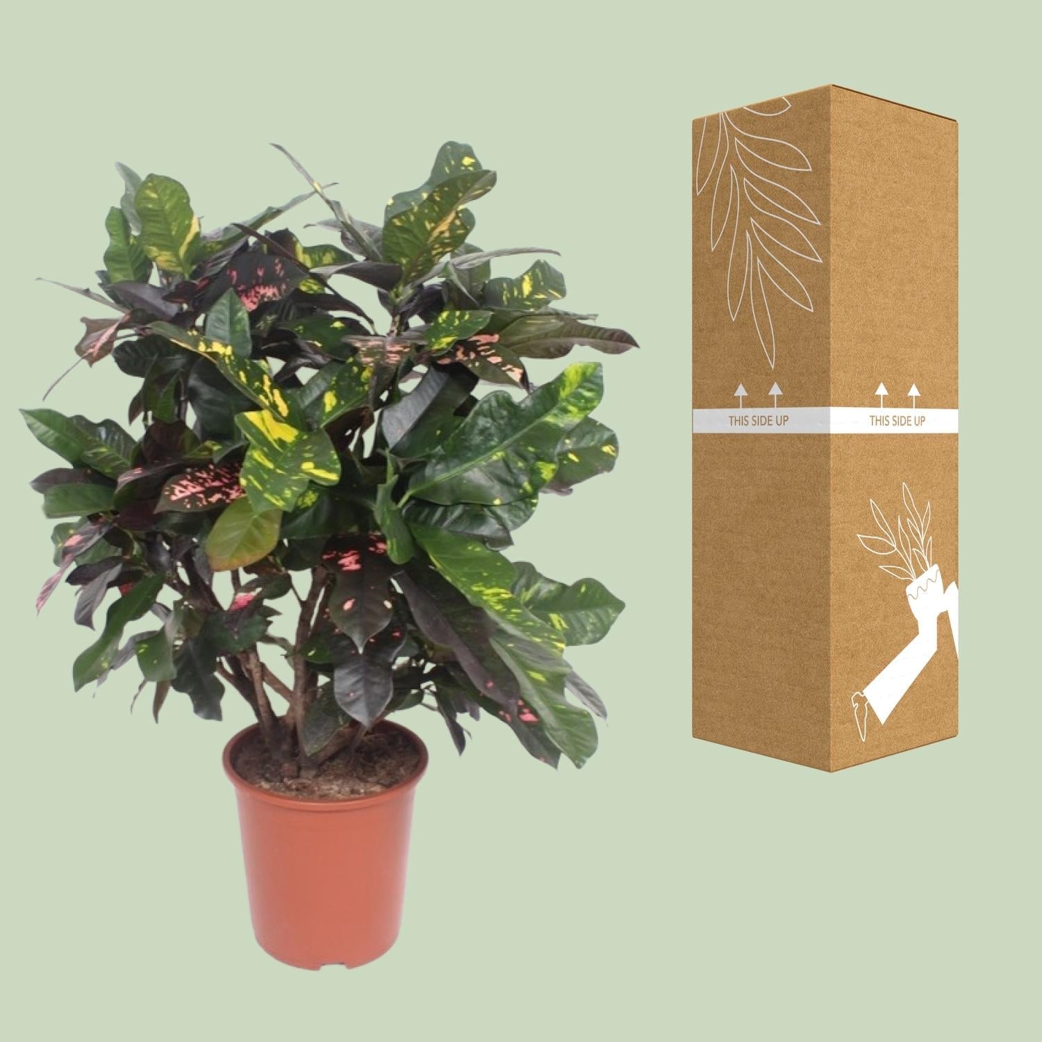 Croton Magnificent – Codiaeum Magnificent – Zimmerpflanze – Ø27cm – ↨110 cm – Tropisch Bunt – Luftreinigend & Pflegeleicht