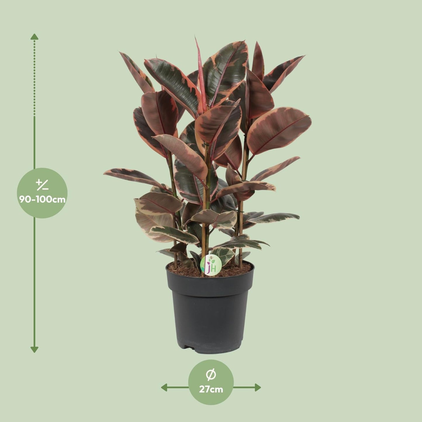 Ficus Belize – Zimmerpflanze – Ø27cm – ↕80cm – Bunter Gummibaum mit zweifarbigen Blättern – Pflegeleicht & dekorativ – Für helle Innenräume