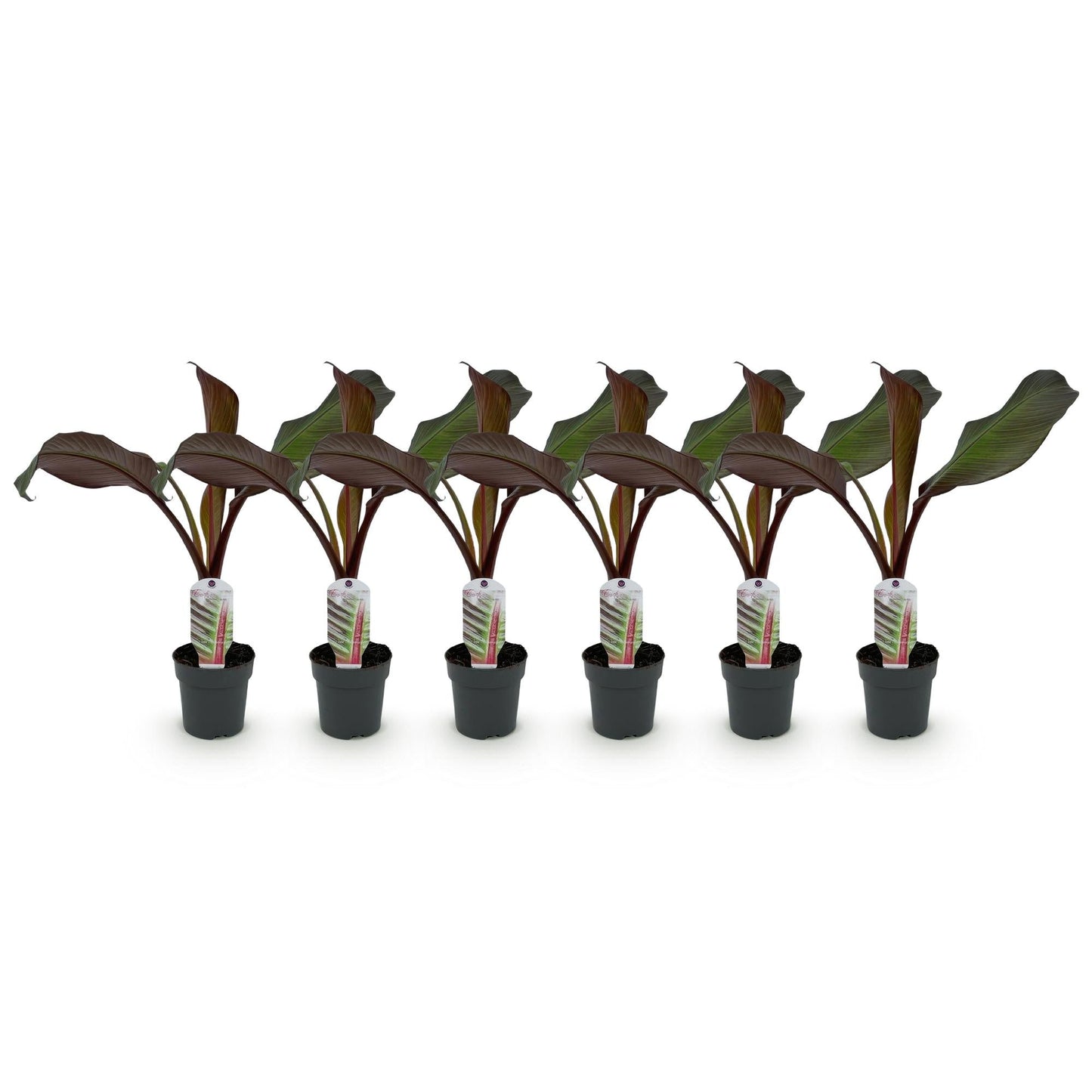 Bananenpflanze Ensete ventricosum Maurelli – 6 Pflanzen – Winterhart – Tropische Gartenbanane – Topf Ø12 cm, Höhe ca. 30 cm – Für Beet & Terrasse