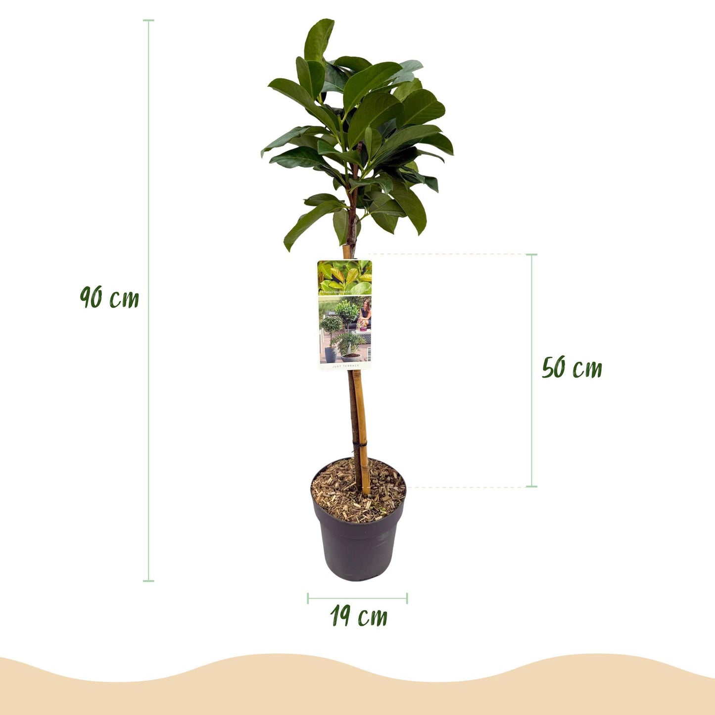 Kirschlorbeer - Prunus laurocerasus Etna – Stamm-Pflanze – Immergrün – Höhe ca. 90 cm – Topf Ø19 cm – Pflegeleicht – Für Terrasse, Balkon & Garten – Dekorativ & robust