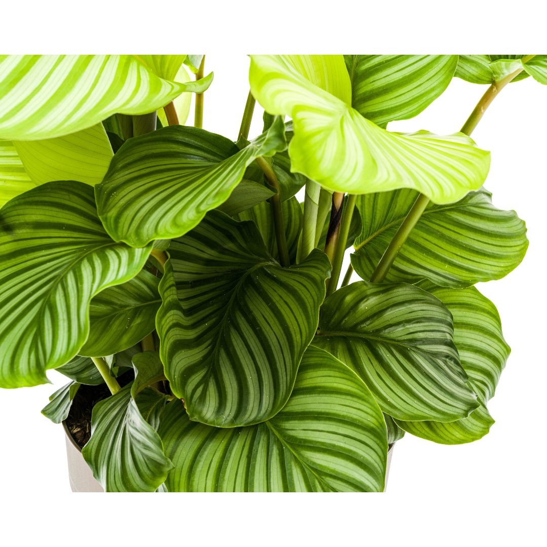 Korbmarante Calathea Orbifolia – Zimmerpflanze – Ø27cm – ↕70-90cm – große dekorative Blätter – pflegeleicht & tropisches Flair