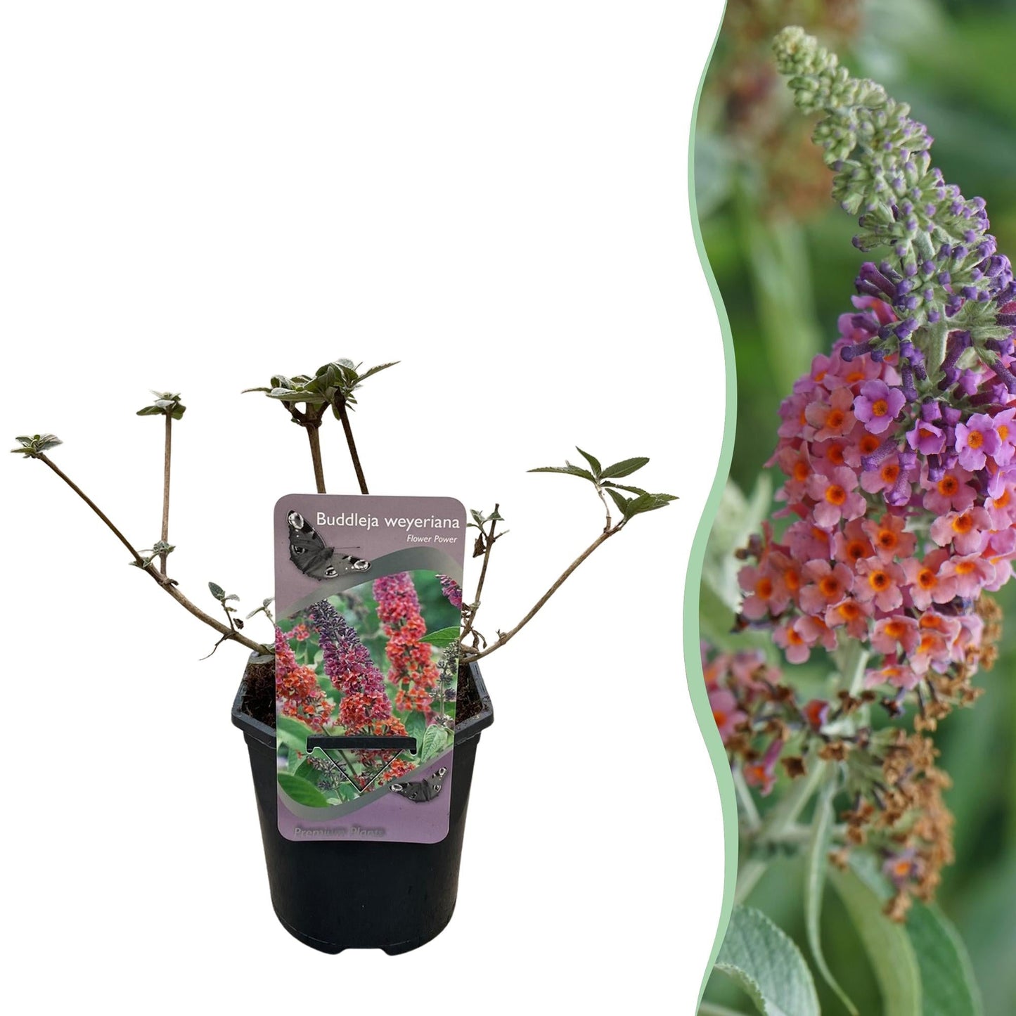 Schmetterlingsstrauch Buddleja davidii Flower Power – Lila-Rosa Blüten – 17 cm x H30 cm – Bis 2 m – Sonnig & Pflegeleicht – Attraktiv für Schmetterlinge