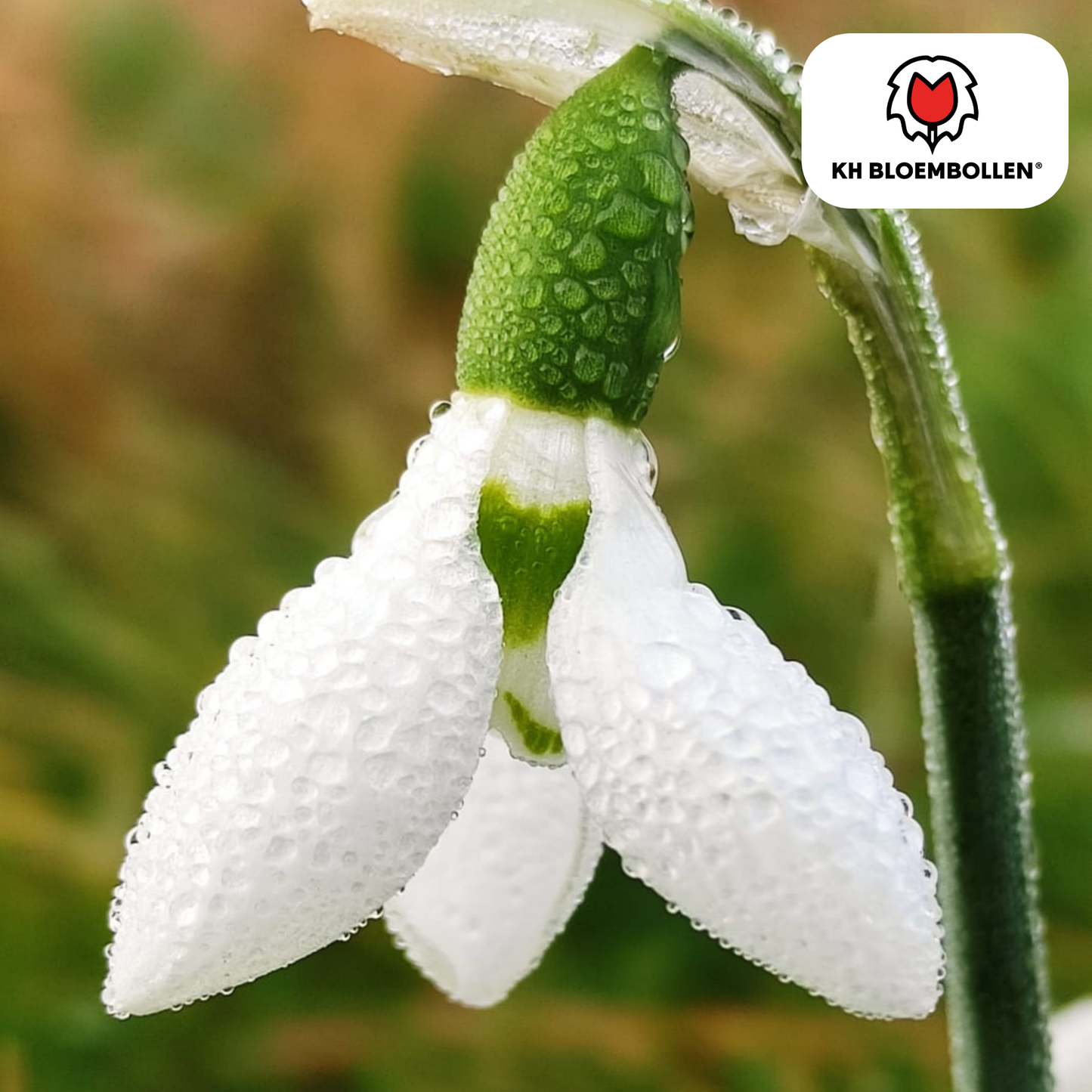 Schneeglöckchen Galanthus nivalis – 30 Blumenzwiebeln – Frühjahrsblüher – Winterhart & bienenfreundlich – Ideal für Beete, unter Bäumen & Töpfe