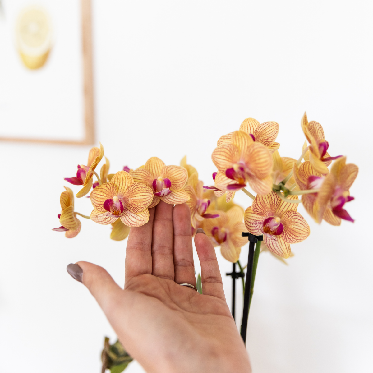 Pflanzenset mit 2 orangefarbenen Phalaenopsis-Orchideen und Sukkulente inkl. Keramik-Übertöpfen