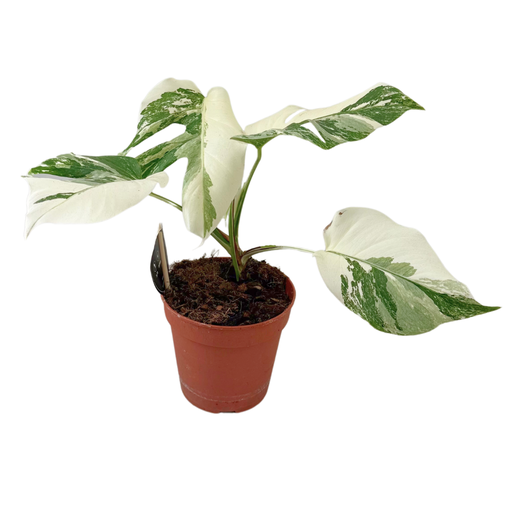 Monstera Deliciosa Variegata Super White – Fensterblatt – Ø15cm – ↕35–40cm – Seltene Zimmerpflanze mit weiß-grüner Panaschierung – Exotisch & dekorativ – Für helle Wohnräume