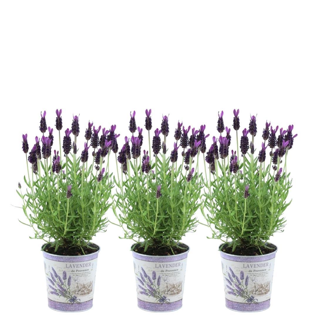 Echter Lavendel Lavandula stoechas Anouk – 3 Pflanzen – Duftender Schopflavendel im Dekotopf Lavenderprint – Ø13 cm – Winterhart – Für Balkon, Terrasse & Garten