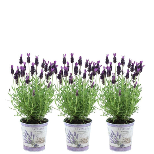 Echter Lavendel Lavandula stoechas Anouk – 3 Pflanzen – Duftender Schopflavendel im Dekotopf Lavenderprint – Ø13 cm – Winterhart – Für Balkon, Terrasse & Garten