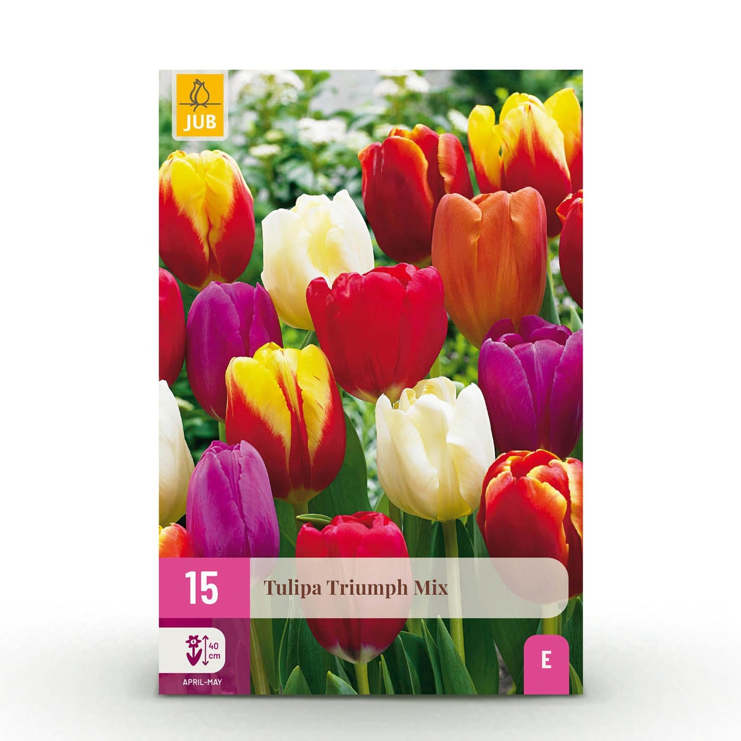 GreenboutiQ - Blumenzwiebeln - Tulp Triumph Mix - Verschiedene Farben - 15 Stück - Zwiebelgröße 11/12 - XXL Pack