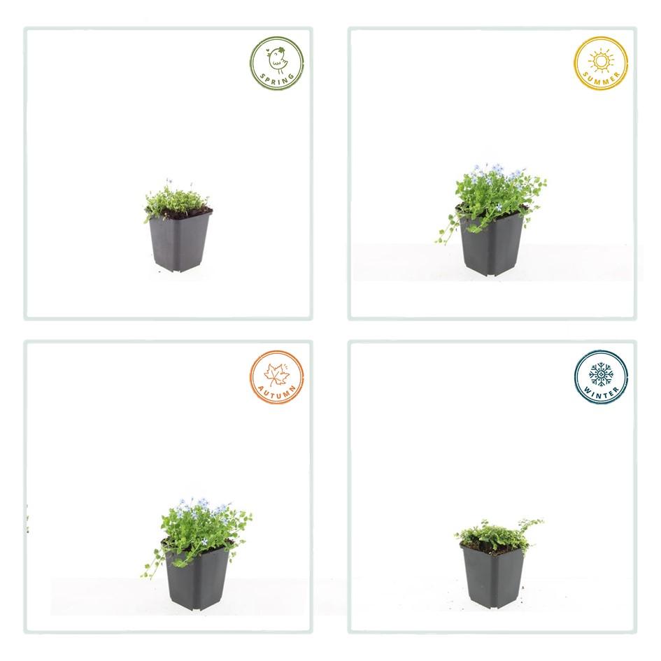 Weißer Bubikopf – Isotoma fluviatilis 'Alba' – 12 Pflanzen – Ø9 cm-Topf – Bodendecker mit weißen Blüten – Winterhart & trittfest – Polsterpflanze für Garten & Beet