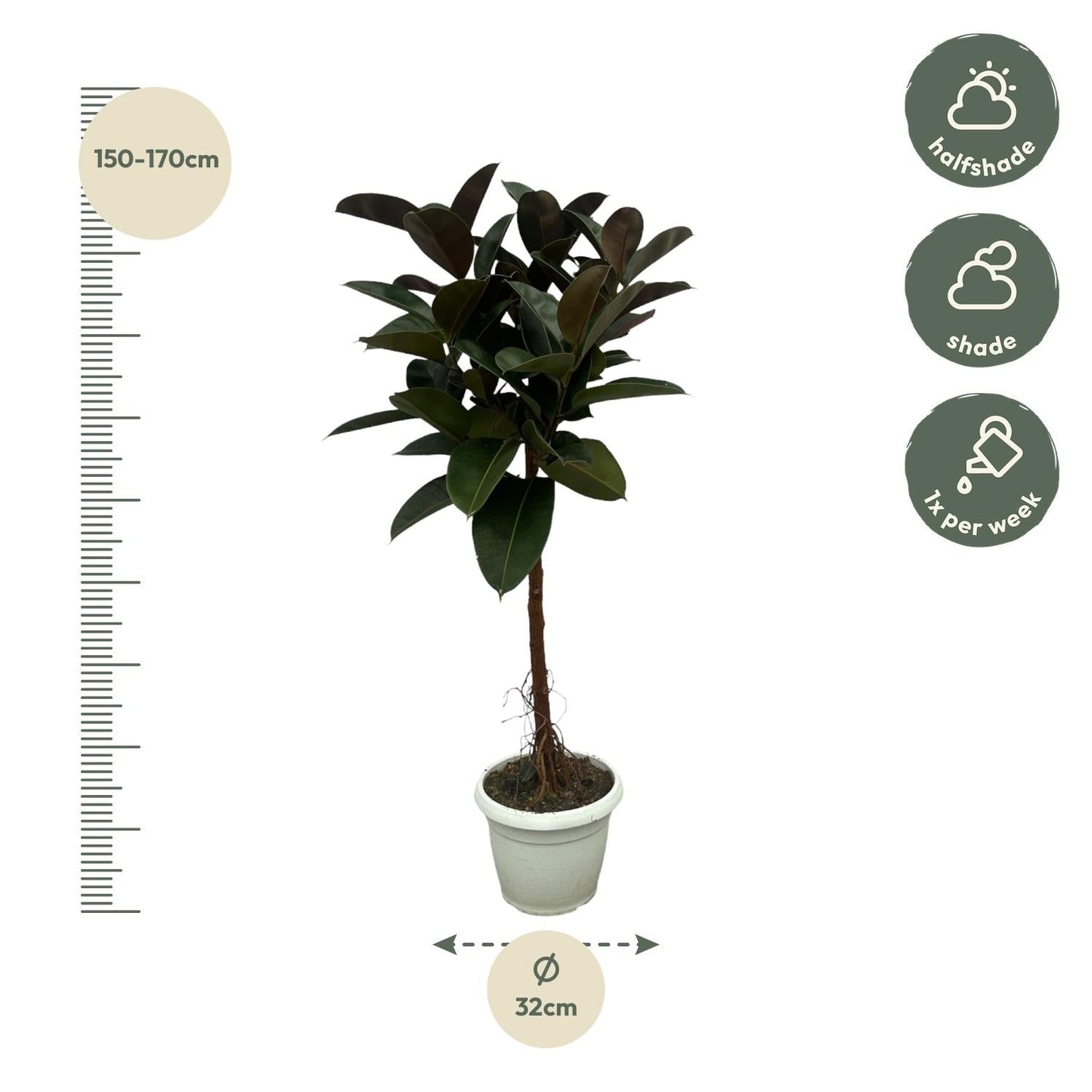 Gummibaum Ficus Elastica Robusta Stamm – Zimmerpflanze 140cm hoch – Ø27cm – Üppige, glänzende Blätter – Pflegeleicht & dekorativ