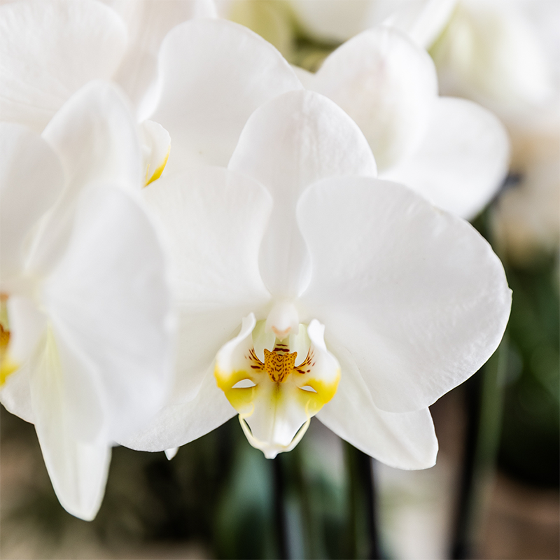 Kolibri Orchids | Pflanzenset Cotton Braun | Grüne Pflanzen mit Weißer Phalaenopsis-Orchidee Ghent in Keramischen Ziertöpfen