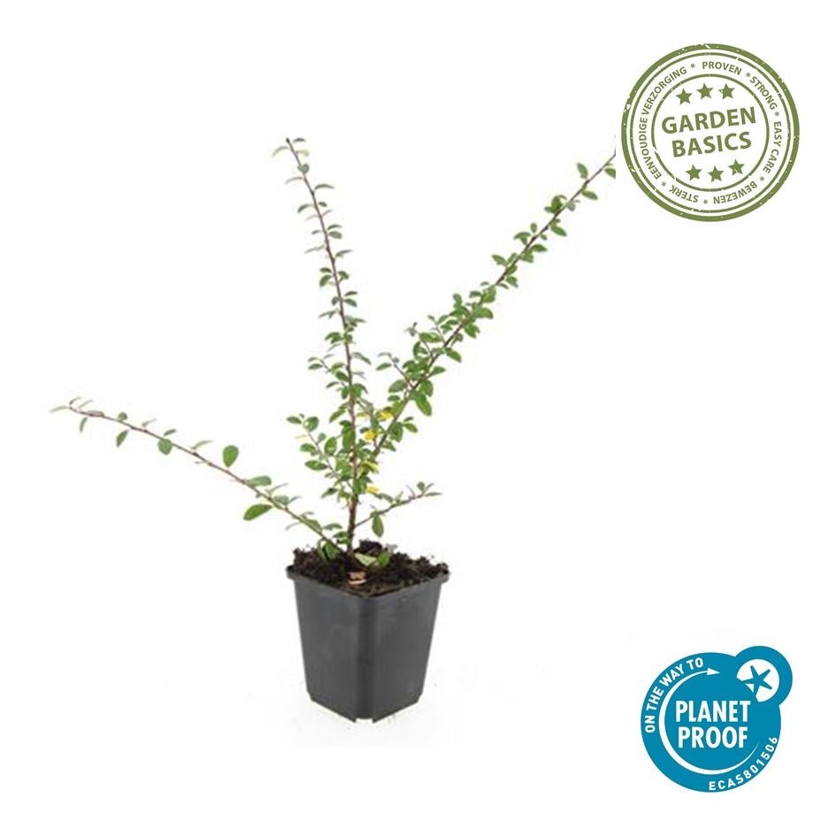Cotoneaster suecicus 'Coral Beauty' – Winterhart & immergrün – 24 Pflanzen – ↕10–25cm – Ø9cm – Bodendecker mit weißen Blüten & orangefarbenen Beeren – Pflegeleicht