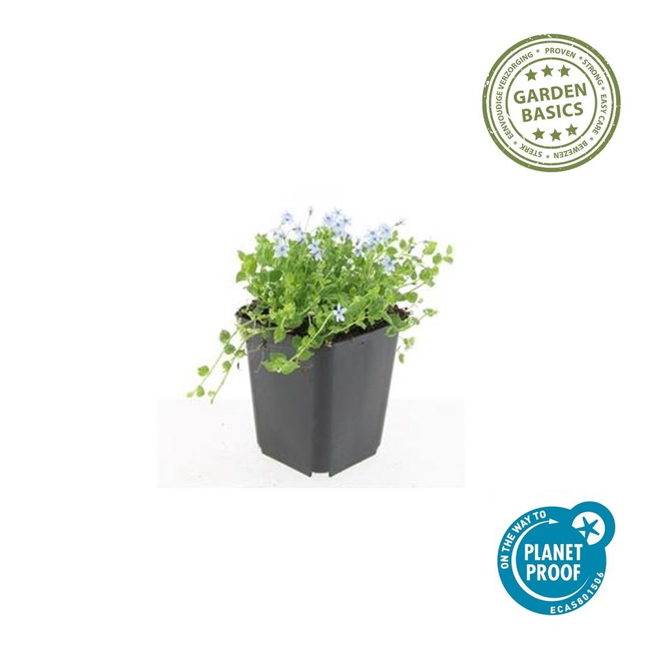 Weisser Bubikopf Isotoma fluviatilis 'Alba' – ↕10-25cm – Ø9cm – 60 Pflanzen – Bodendecker mit weißen Blüten, Halbschatten, Winterhart, Pflegeleicht