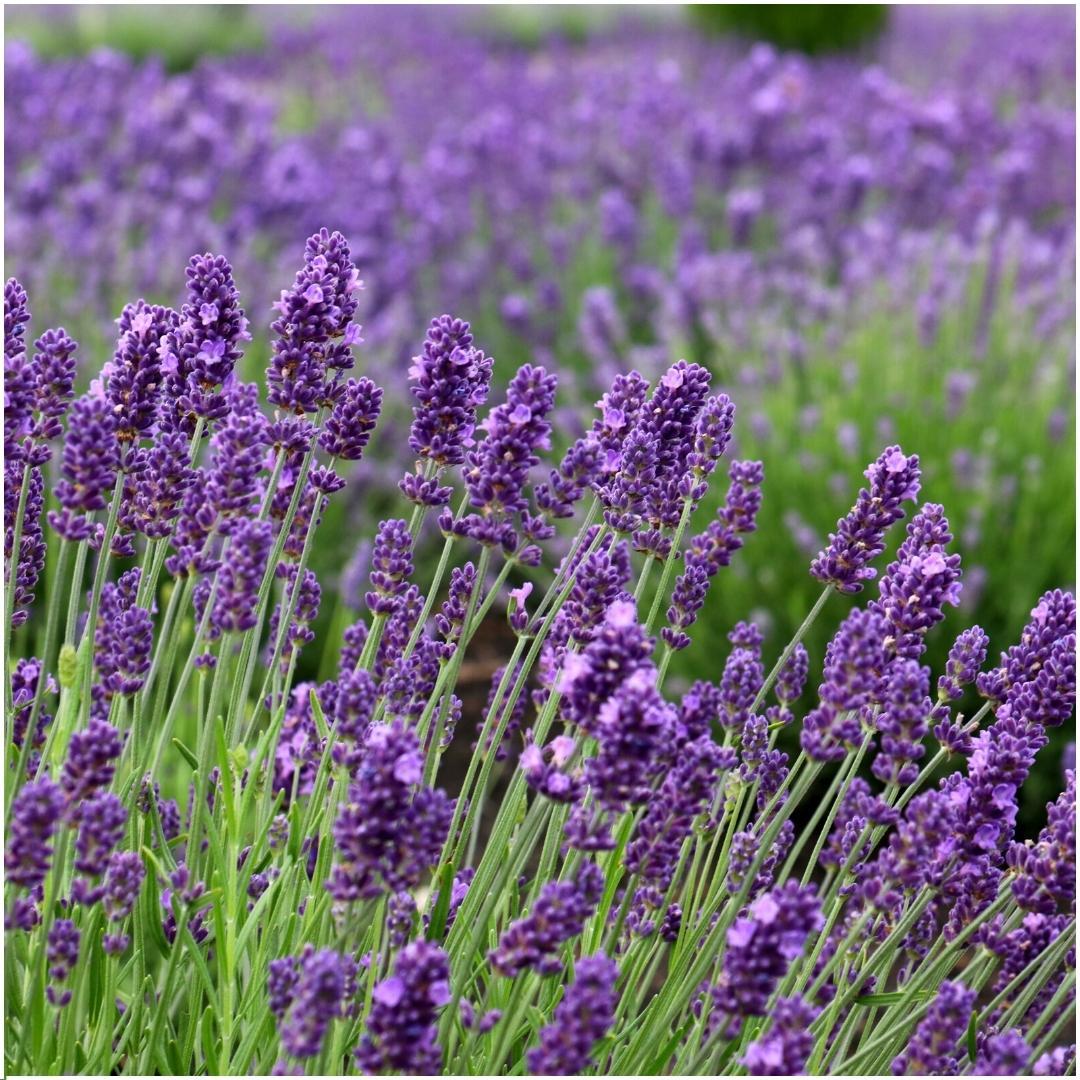 Echter Lavendel Lavandula angustifolia Felice – 3 Pflanzen – Duftender Lavendel im Dekotopf „Old Look“ – Ø13 cm – Winterhart – Für Balkon, Terrasse & Garten