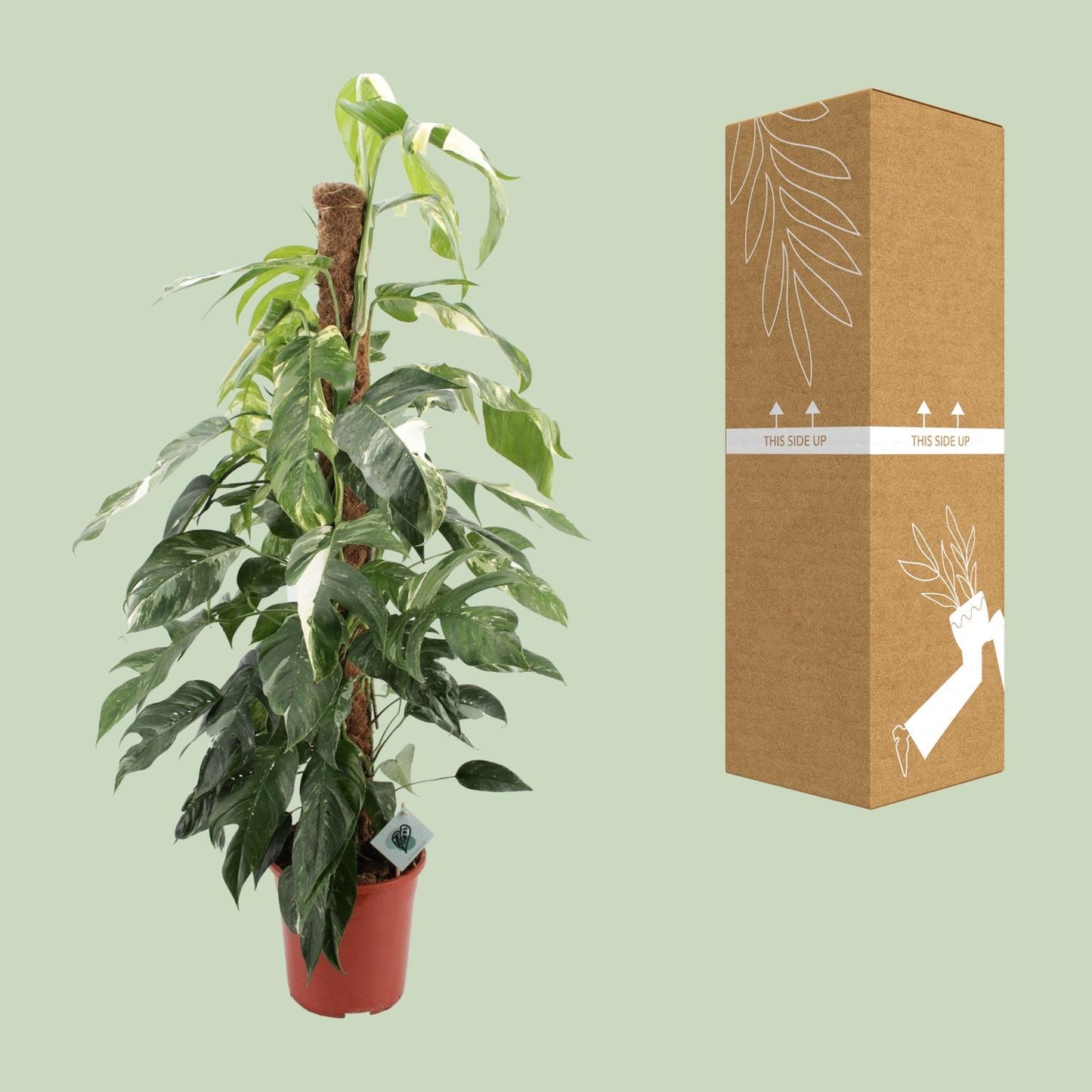 Efeutute - Epipremnum Pinnatum Albo Variegata - Zimmerpflanze - Ø24cm - ↕125cm