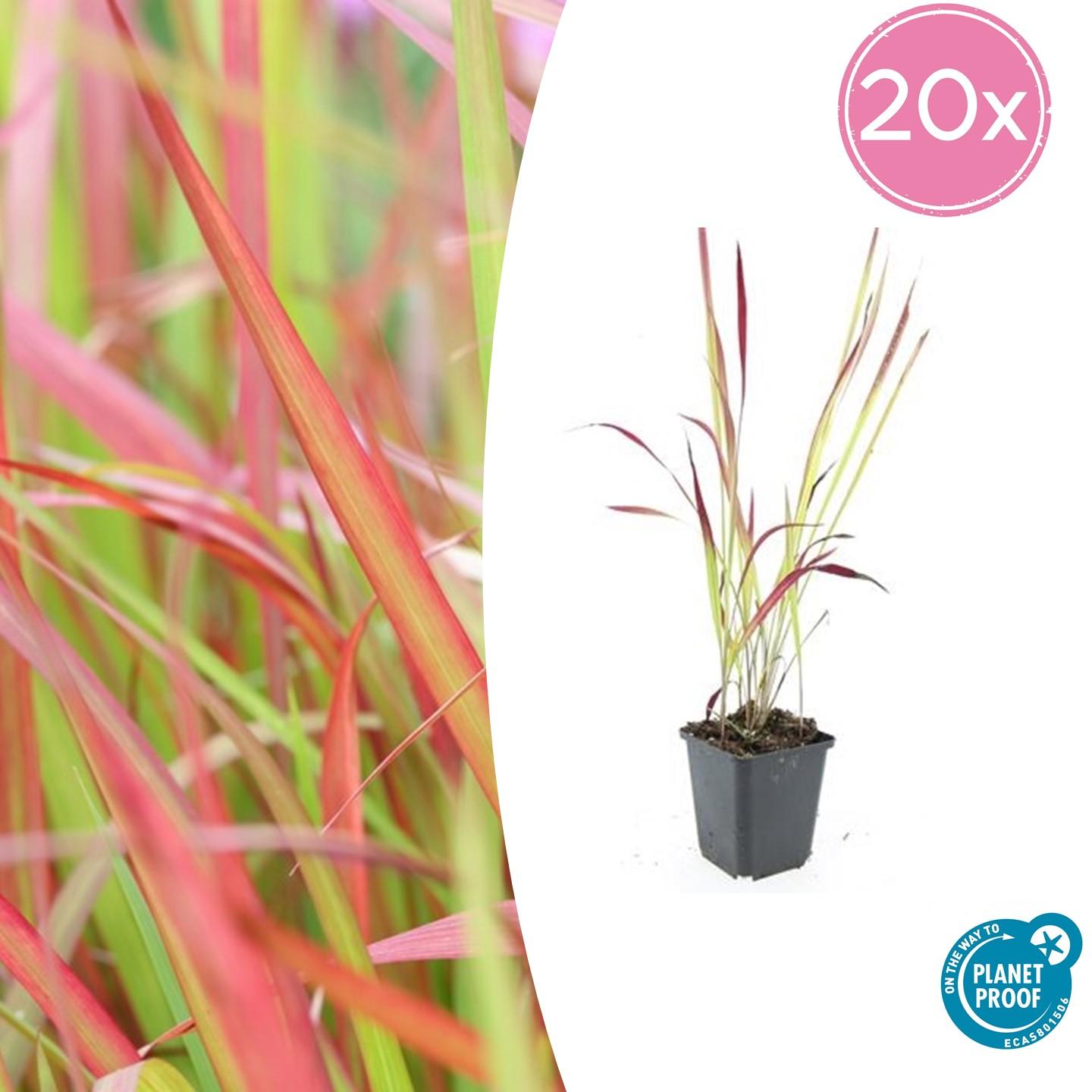 Japanisches Blutgras - Imperata cylindrica 'Red Baron' - ↕10-25cm - Ø9cm - 20 Stück