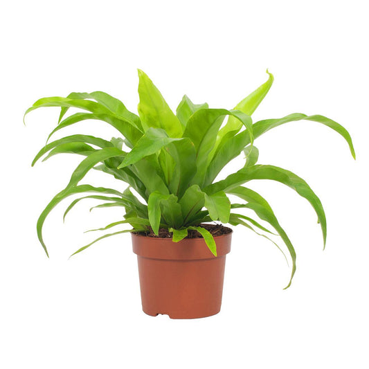 Milzfarn – Asplenium Antiquum – Zimmerpflanze – Ø12 cm – ca. 19 cm hoch – Pflegeleichter Streifenfarn für schattige Plätze