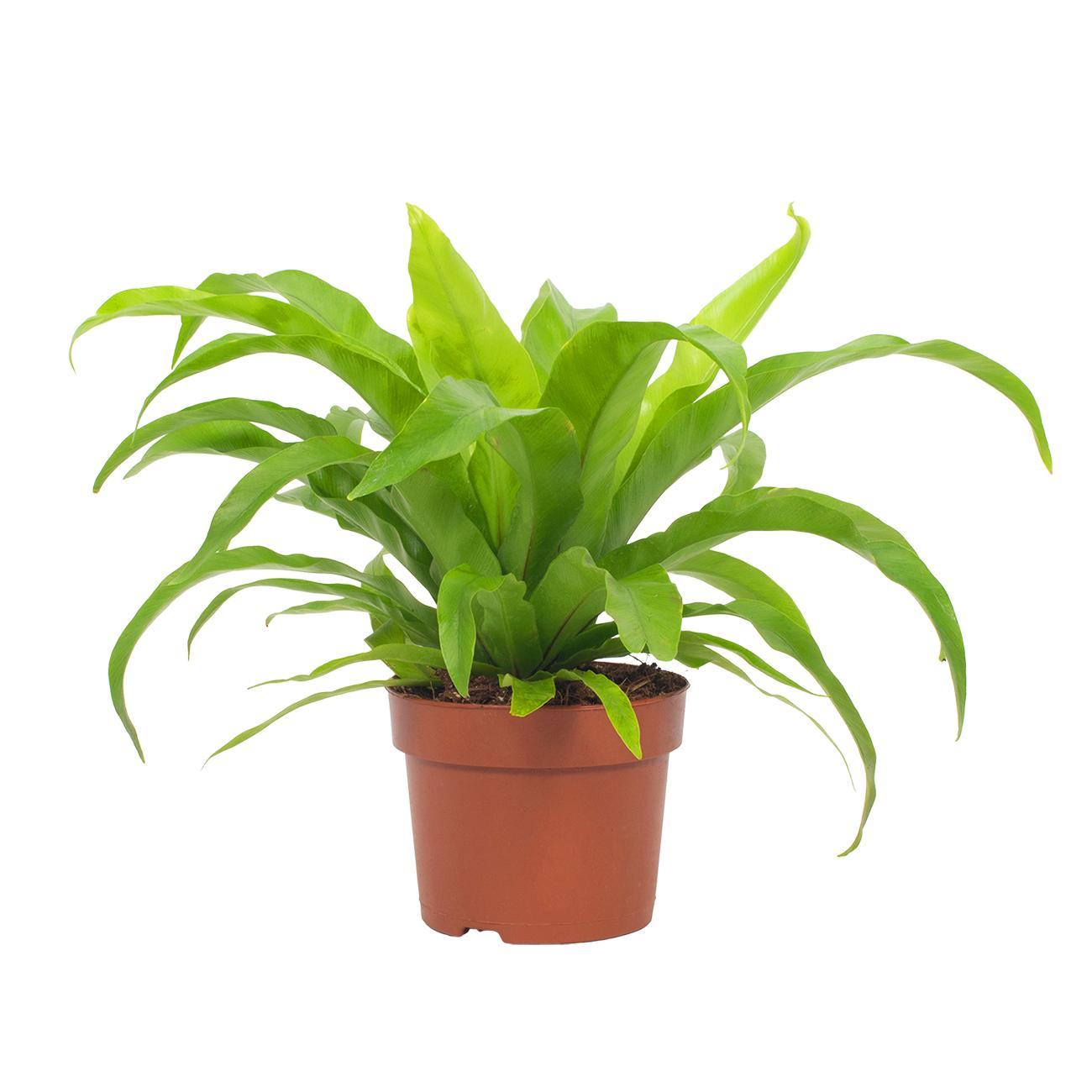 Milzfarn – Asplenium Antiquum – Zimmerpflanze – Ø12 cm – ca. 19 cm hoch – Pflegeleichter Streifenfarn für schattige Plätze