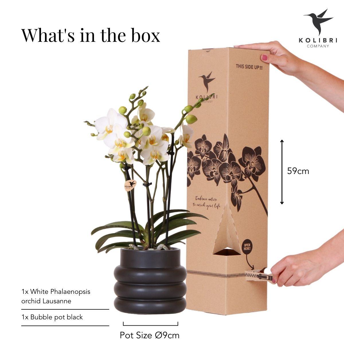 Weiße Phalaenopsis-Orchidee - Lausanne + Blumentopf Schwarz- Topfgröße Ø9cm - Zimmerpflanze