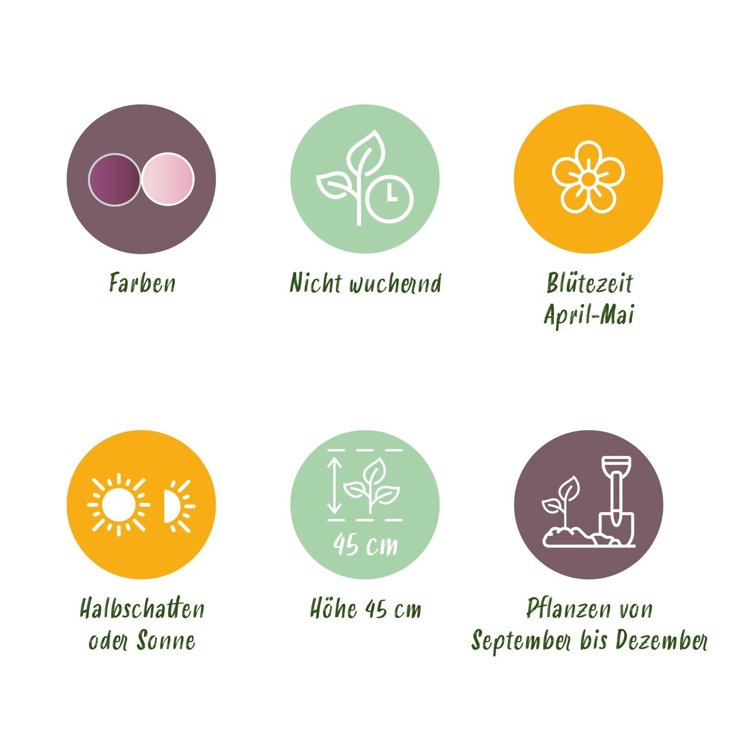 GreenboutiQ - Blumenzwiebeln - Tulp Macron mix - Verschiedene Farben - 12 Stück - Zwiebelgröße 11/12 - XXL Pack