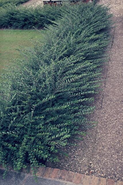 Immergrüne Kriech-Heckenkirsche Lonicera pileata – ↕10-25cm – Ø9cm – 12 Pflanzen – Bodendecker & niedrige Hecke – Winterhart & pflegeleicht