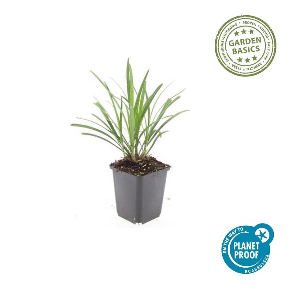 Lilientraube Liriope muscari 'Ingwersen' – ↕10-25cm – Ø9cm – 60 Pflanzen – Immergrüner Bodendecker – Violette Blütenrispen – Winterhart & pflegeleicht