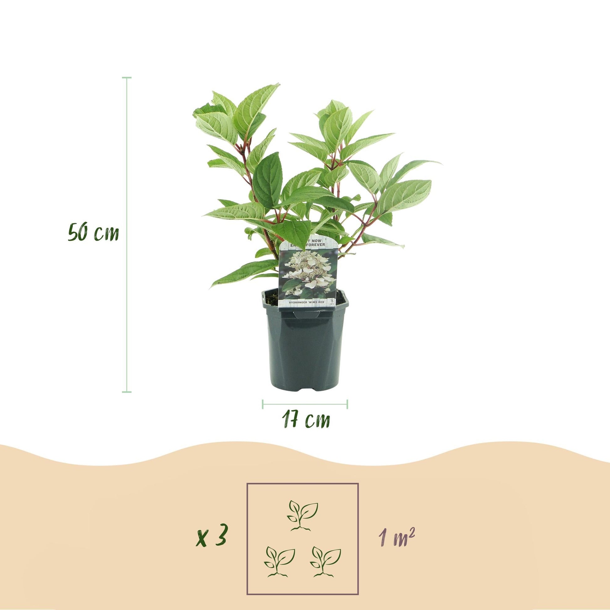 Rispenhortensie – Hydrangea panniculata Wims Red – Blüte Weiß-Rot – Laubabwerfend – Große Blüten – 17cm – Höhe ca. 50cm