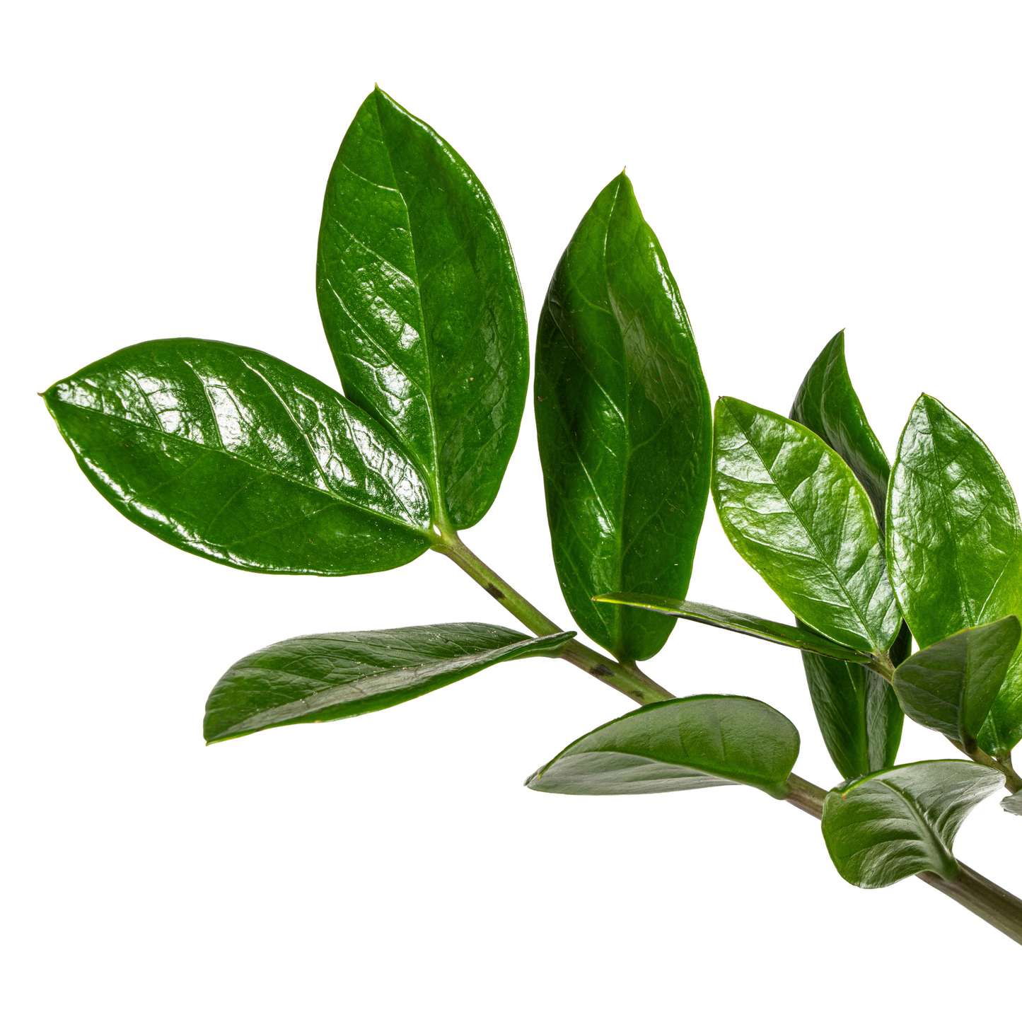 Glücksfeder – Zamioculcas Zamiifolia – Zimmerpflanze – Ø17cm – ↕40–50cm – Pflegeleicht & robust – Ideal für Büro & Wohnzimmer