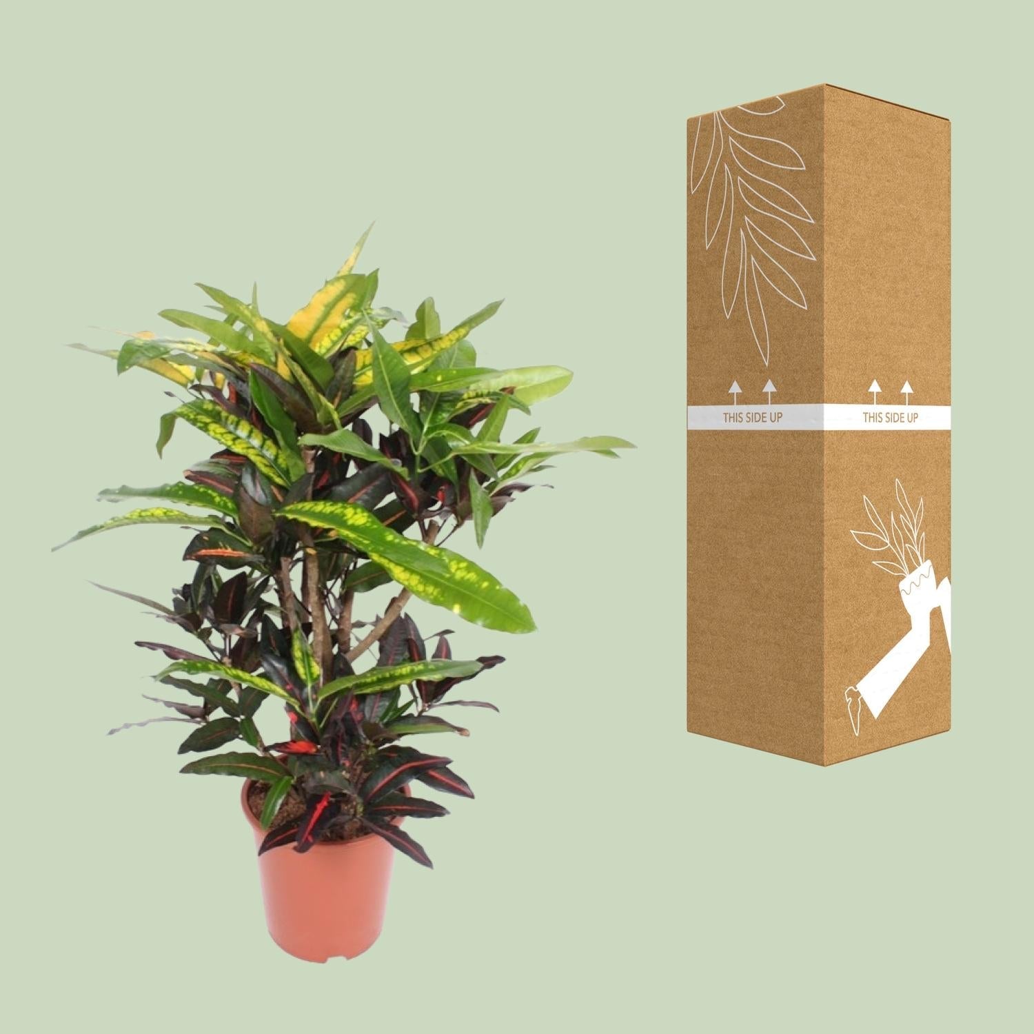Wunderstrauch – Codiaeum Mango Croton – Zimmerpflanze – Ø27cm – ↕110cm – Farbstarkes Laub in Gelb, Rot & Grün – Pflegeleicht & dekorativ für Innenbereiche