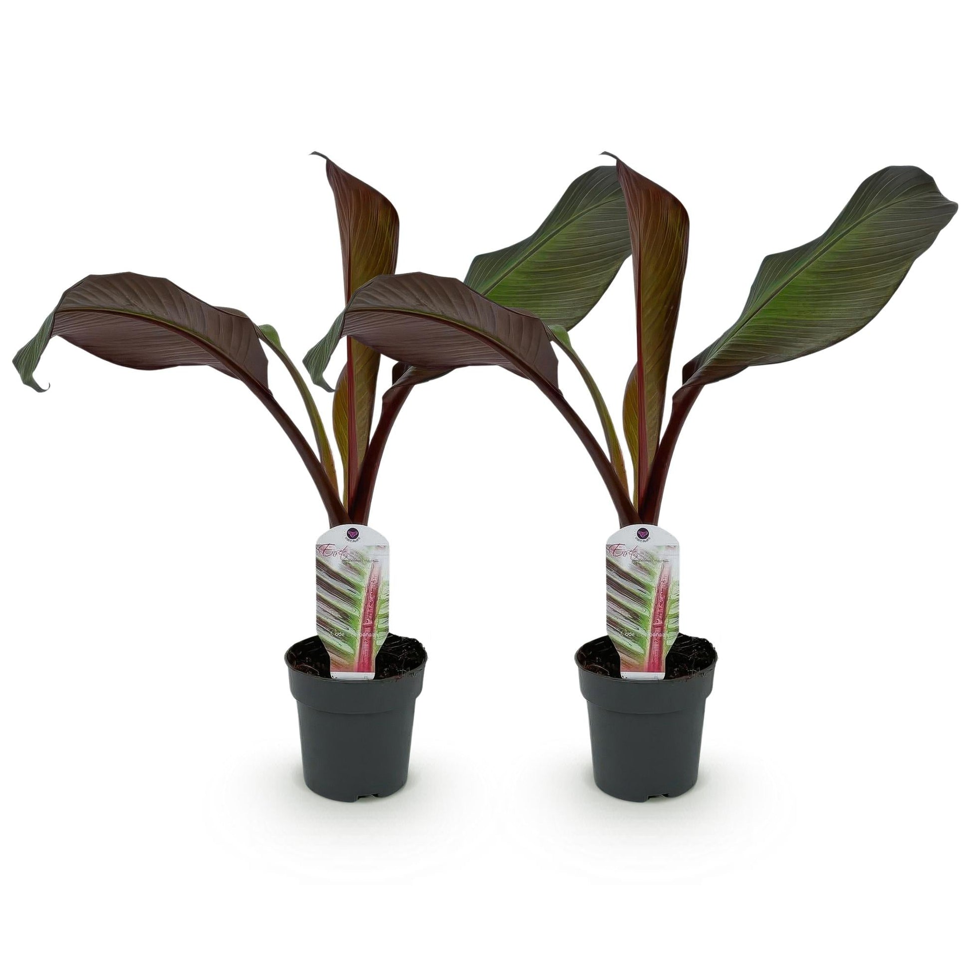 Bananenpflanze Ensete ventricosum Maurelli – 2 Pflanzen – Winterhart – Obstpflanze – Ø12 cm – Höhe ca. 30 cm – Exotisches Highlight für Garten, Terrasse & Balkon