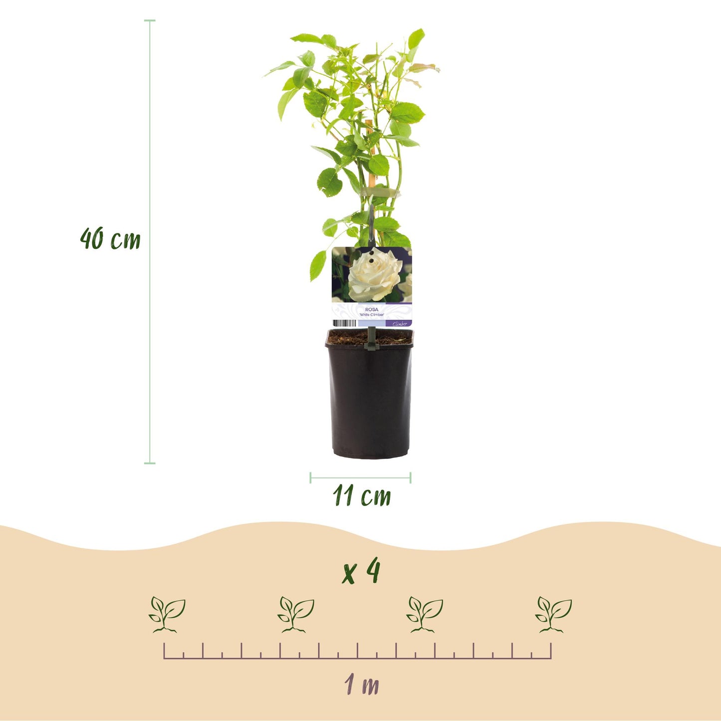 Kletterrose – Rosa White Climber – Blüte Weiß – 2 Pflanzen – Wenig Pflege – 11cm – Höhe ca. 40cm